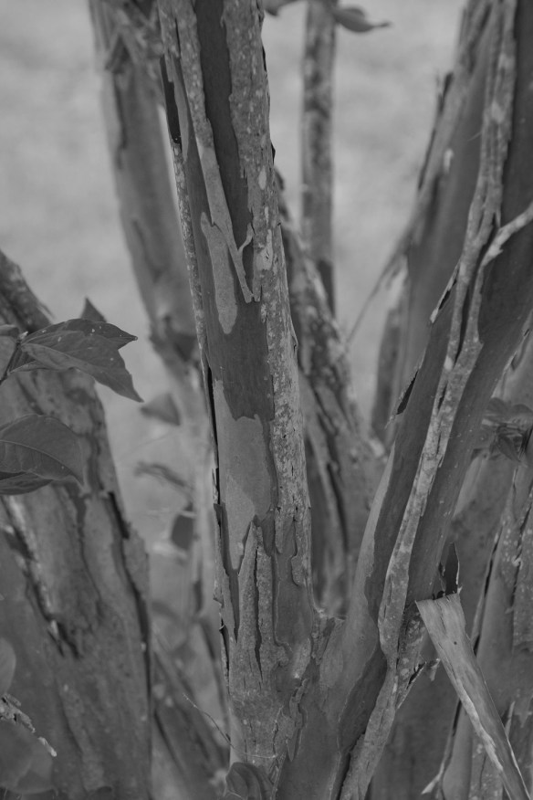 Crepe Myrtle molting
