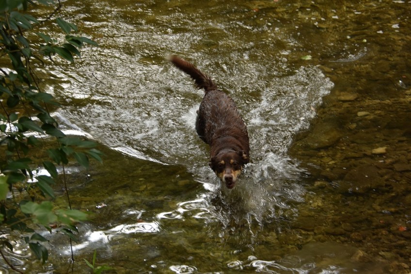 A dog enjoying the swim in Bull Creek
