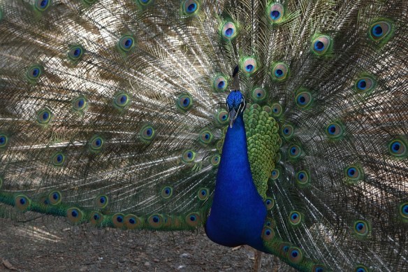 At Mayfield Nature Preserve, Austin, Texas