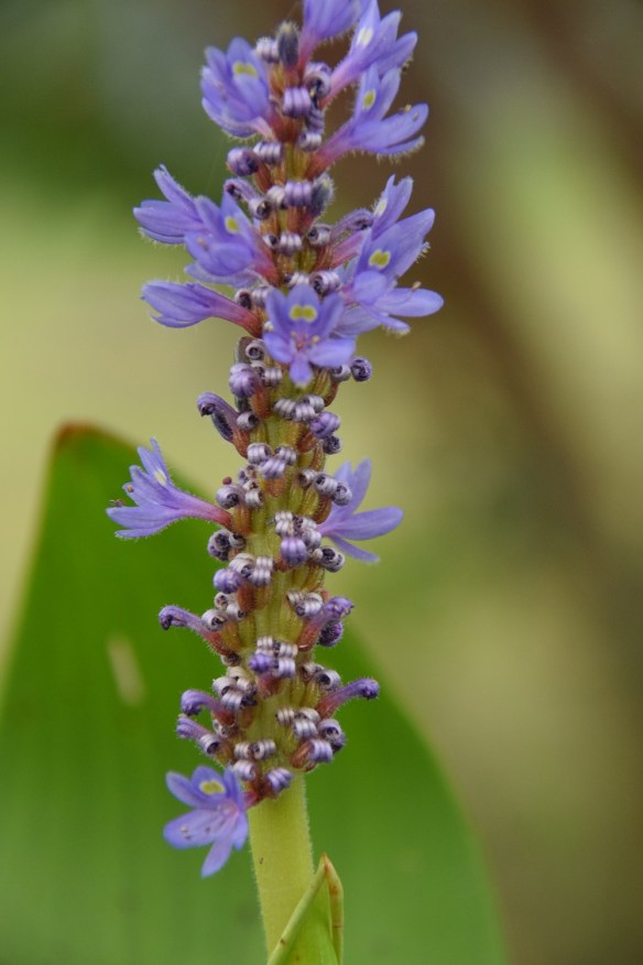 Purple bloom from a water lily