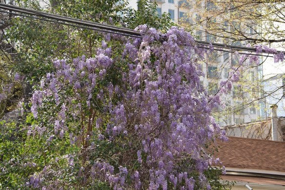 Wisteria plant in bloom, hanging over power lines