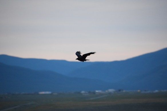 Raven in northern New Mexico