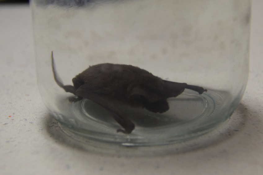 Bat in a jar