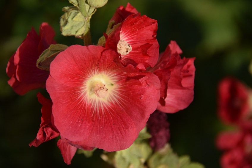 Hollyhocks