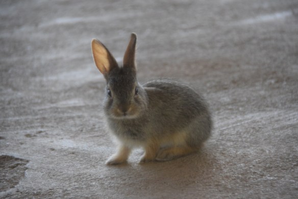 Baby rabbit looking my direction