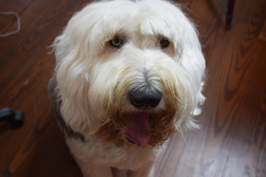 B Bear, an Old English Sheepdog, mascot of the class