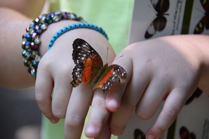 Butterly at the Cockrell Butterfly Center