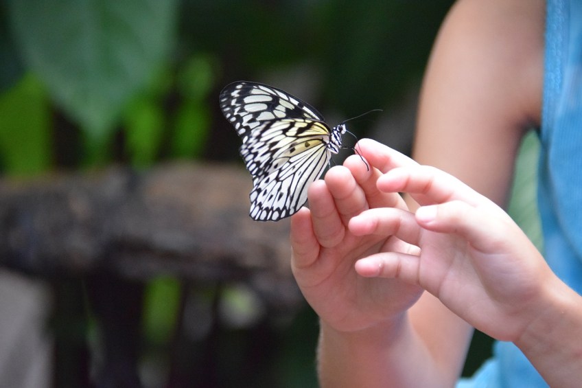 Butterly at the Cockrell Butterfly Center