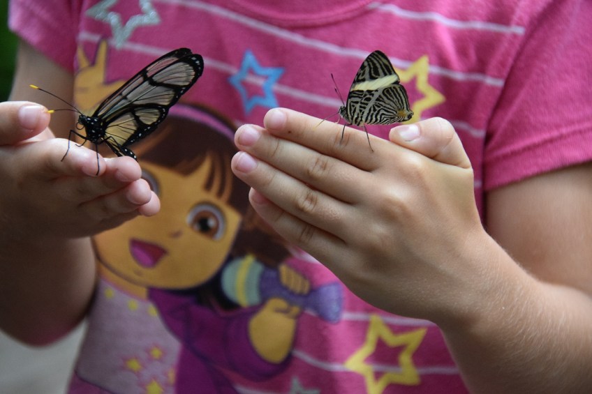 Butterly at the Cockrell Butterfly Center