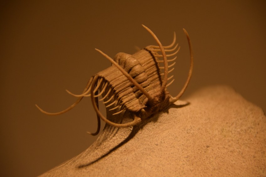 Trilobite at the Houston Museum of Natural Science