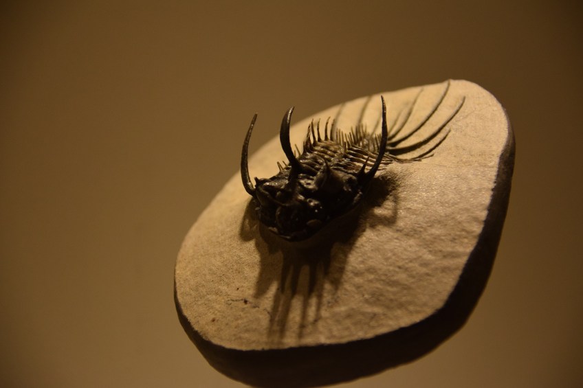 Trilobite at the Houston Museum of Natural Science