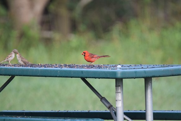 A sparrow feeding her baby bird
