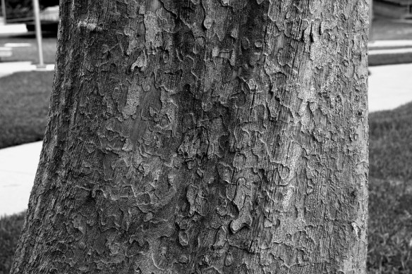 A tree on the Texas A&M University campus