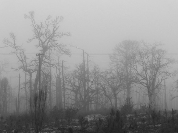 On a foggy morning in Bastrop, after the fire devastated the Lost Pines forest. You can see young trees growing in the foreground.