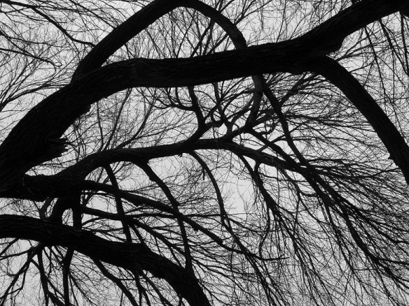 A tree in winter on the grounds of the Texas State Capitol