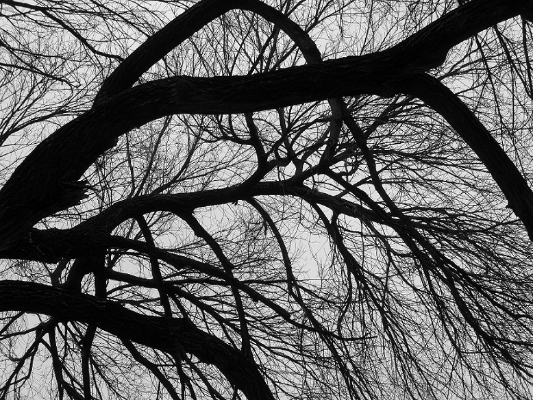 A tree in winter on the grounds of the Texas State Capitol