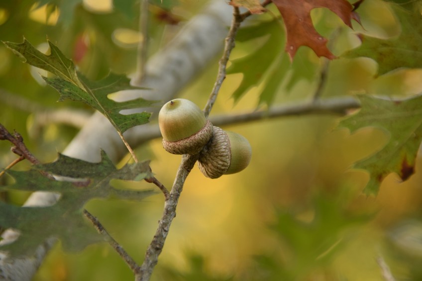One of the few remaining acorns