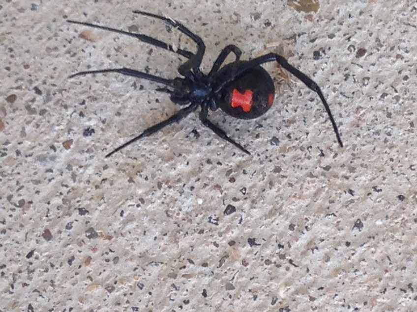 Black Widow Spider, dead on the porch