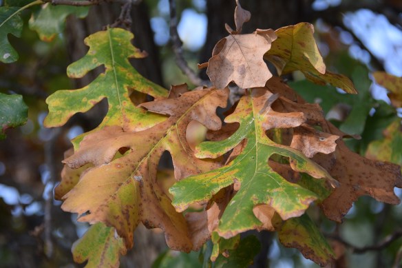 Burr Oak leaf turning brown