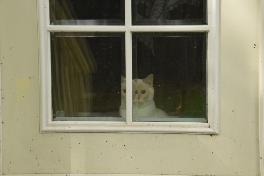 Cat looking through a beveled window