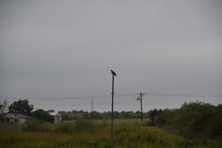A white wing dove sitting on top of a pole