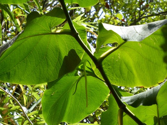 Big green leaves