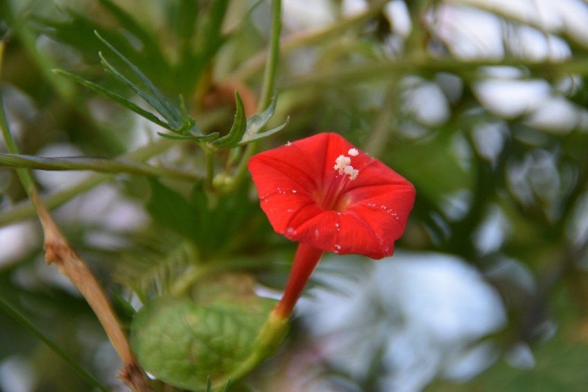 A small red flower
