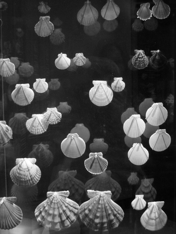 Shells reflected in their case
