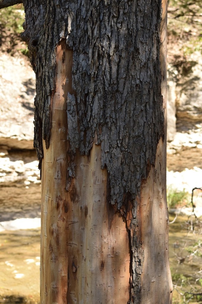 A tree in Chalk Ridge Falls