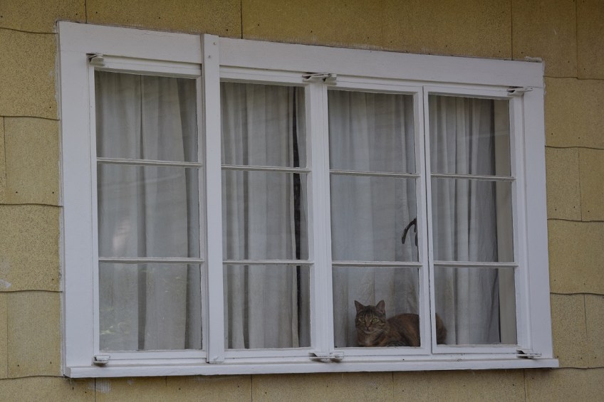 Cat on the inside of a windowsill