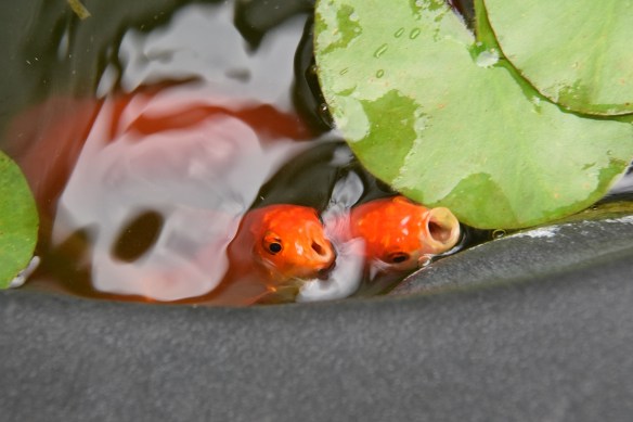Two goldfish begging for food