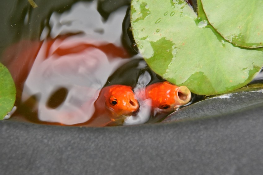 Two goldfish begging for food