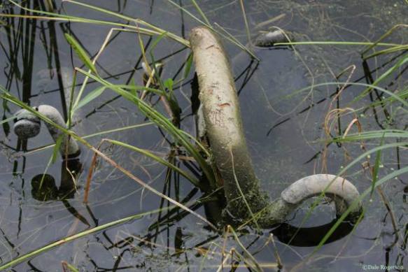 Photo copyright Dale Rogerson