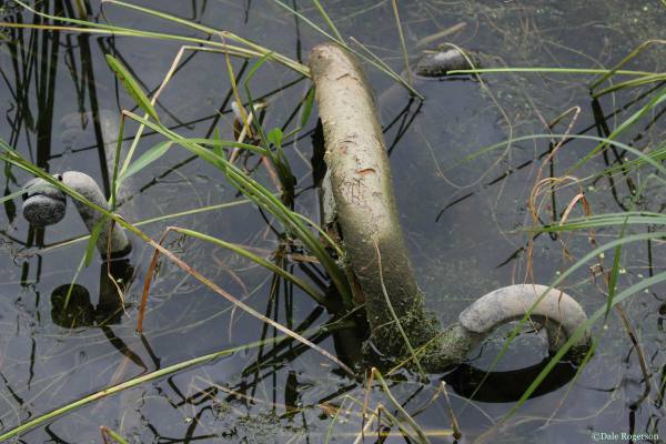 Photo copyright Dale Rogerson