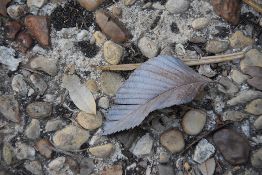Leaf almost the same color as the ground