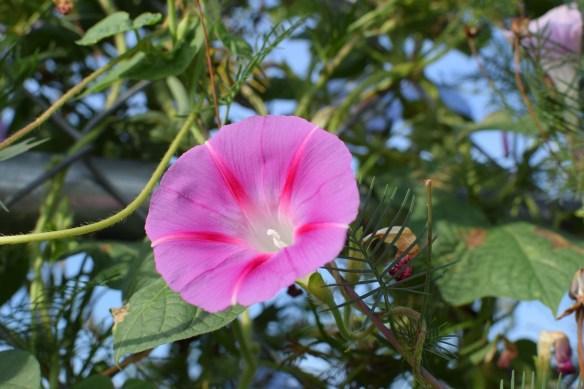 Morning glories