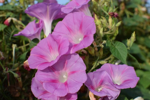 Morning Glories (4)s