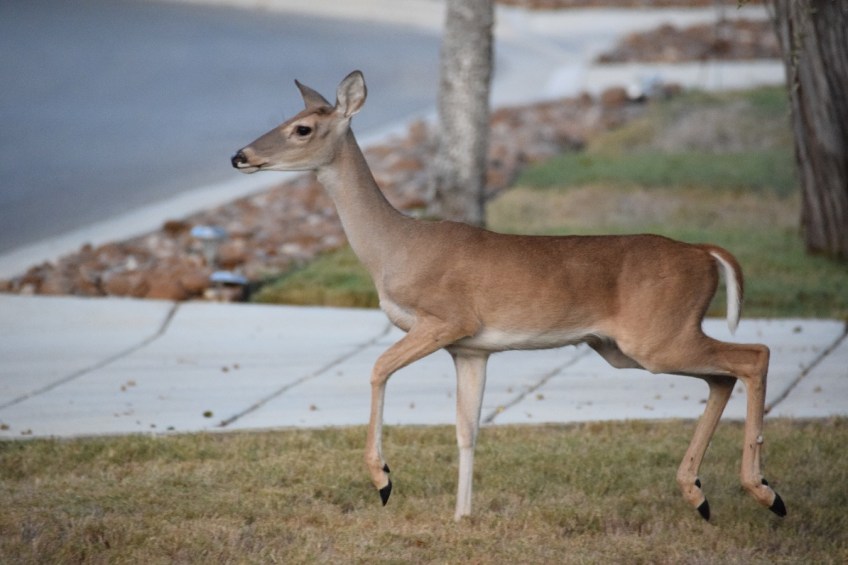 A white-tailed deer in someone's front yard in New Braunfels, Texas