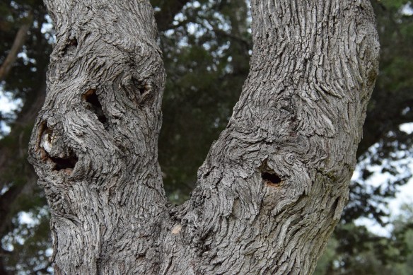 A gnarled tree with holes looking spooky