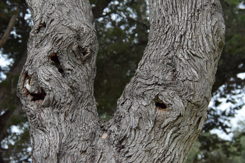 A gnarled tree with holes looking spooky
