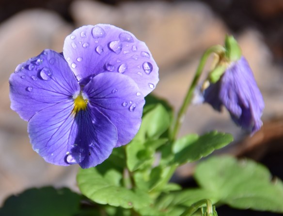A purple flower with morning dew