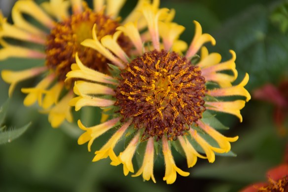 A flower in Grandmother's Garden next to the Texas Quilt Museum in La Grange, Texas