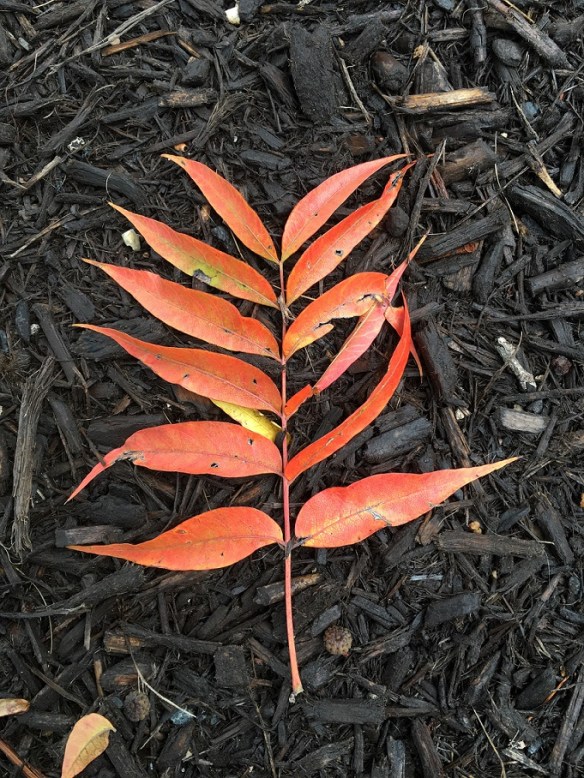 A red-ish, orange-ish leaf outside of BookPeople.