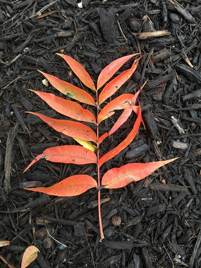 A red-ish, orange-ish leaf outside of BookPeople.
