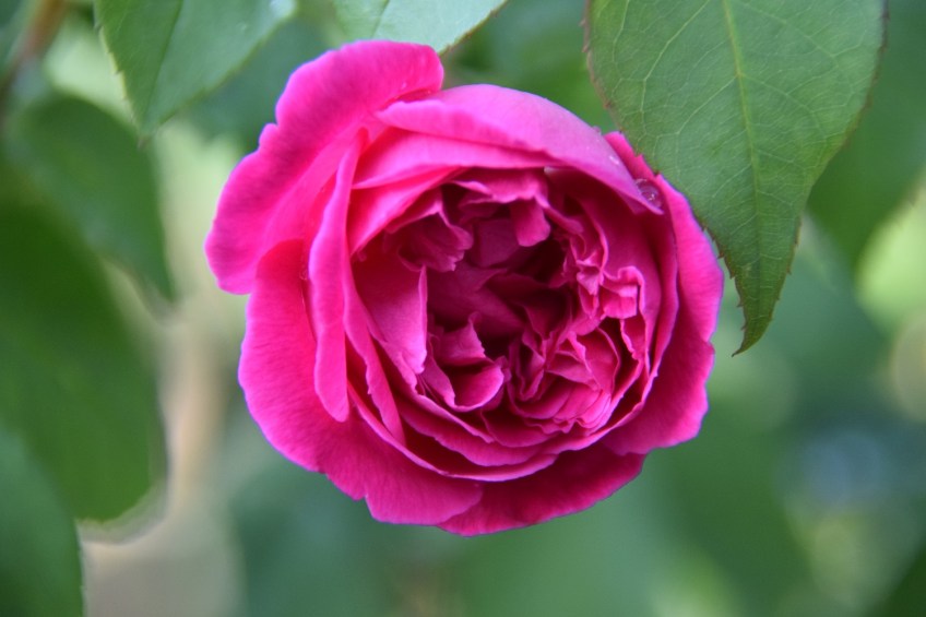 A rose in Grandmother's Garden, La Grange, Texas