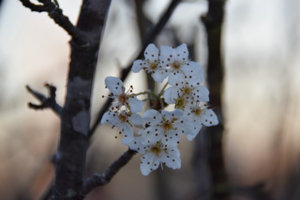 Bradford Pear blooming in mid-November 2015