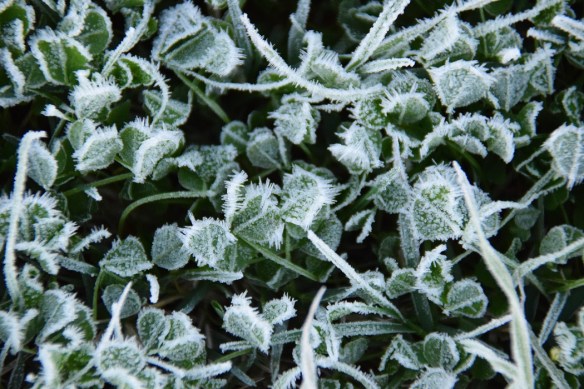 Clover covered with frost