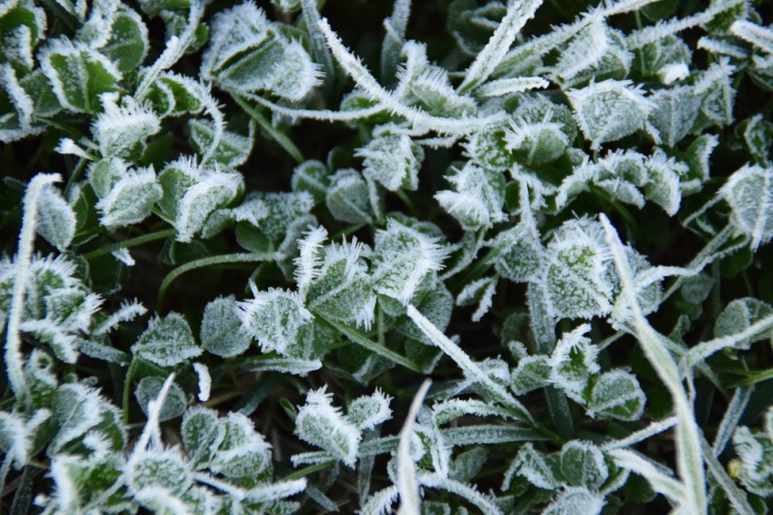 Clover covered with frost