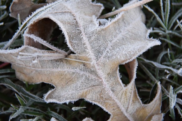 First frost 23 Nov 2015