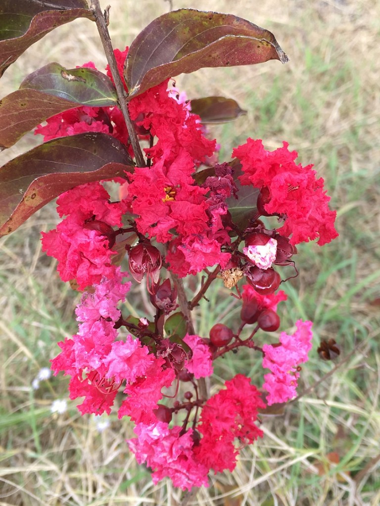 A blooming Crepe Myrtle tree, late in the season